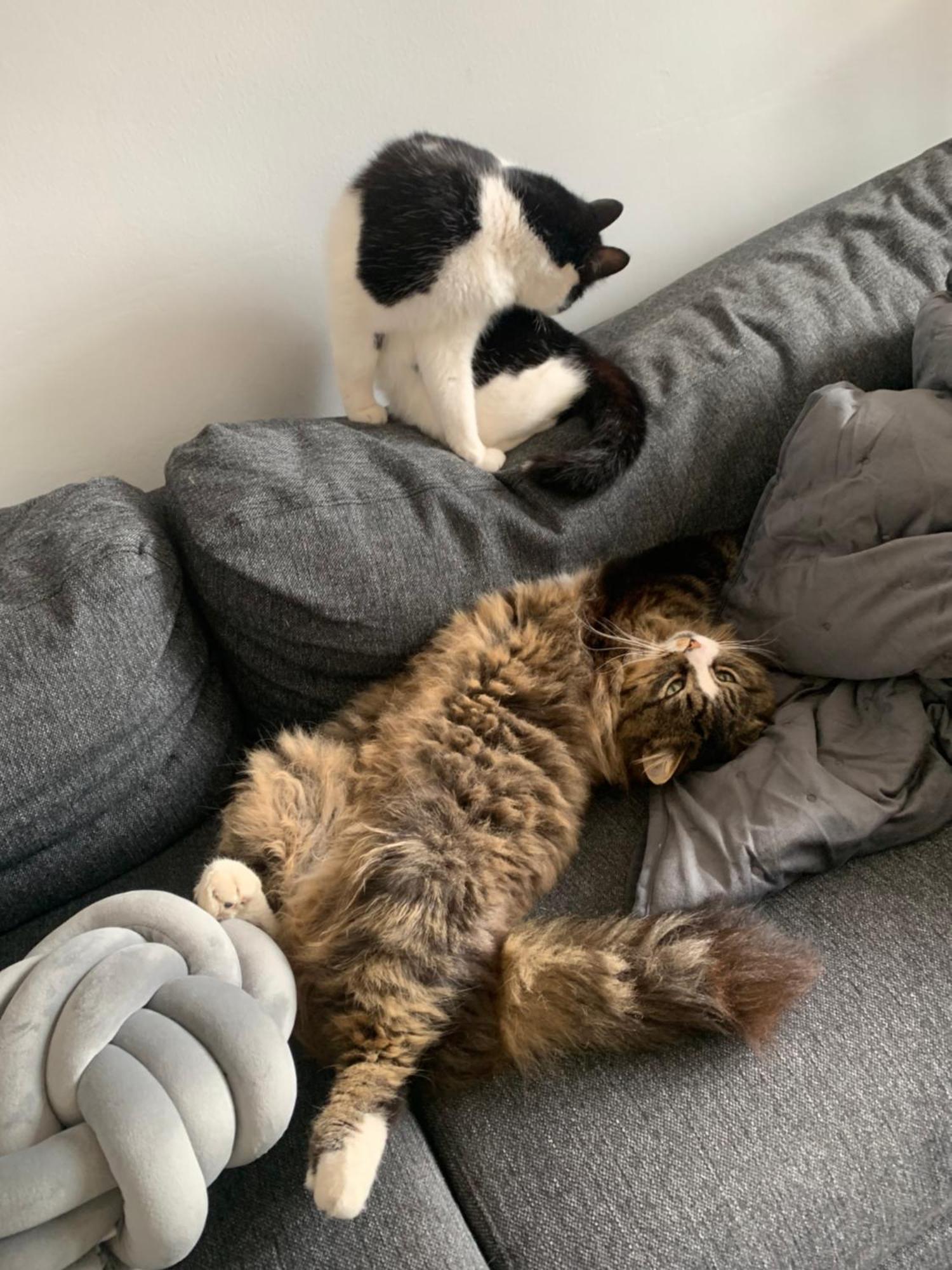 Wake Up With 2 Cats On Your Face Dublin Dış mekan fotoğraf