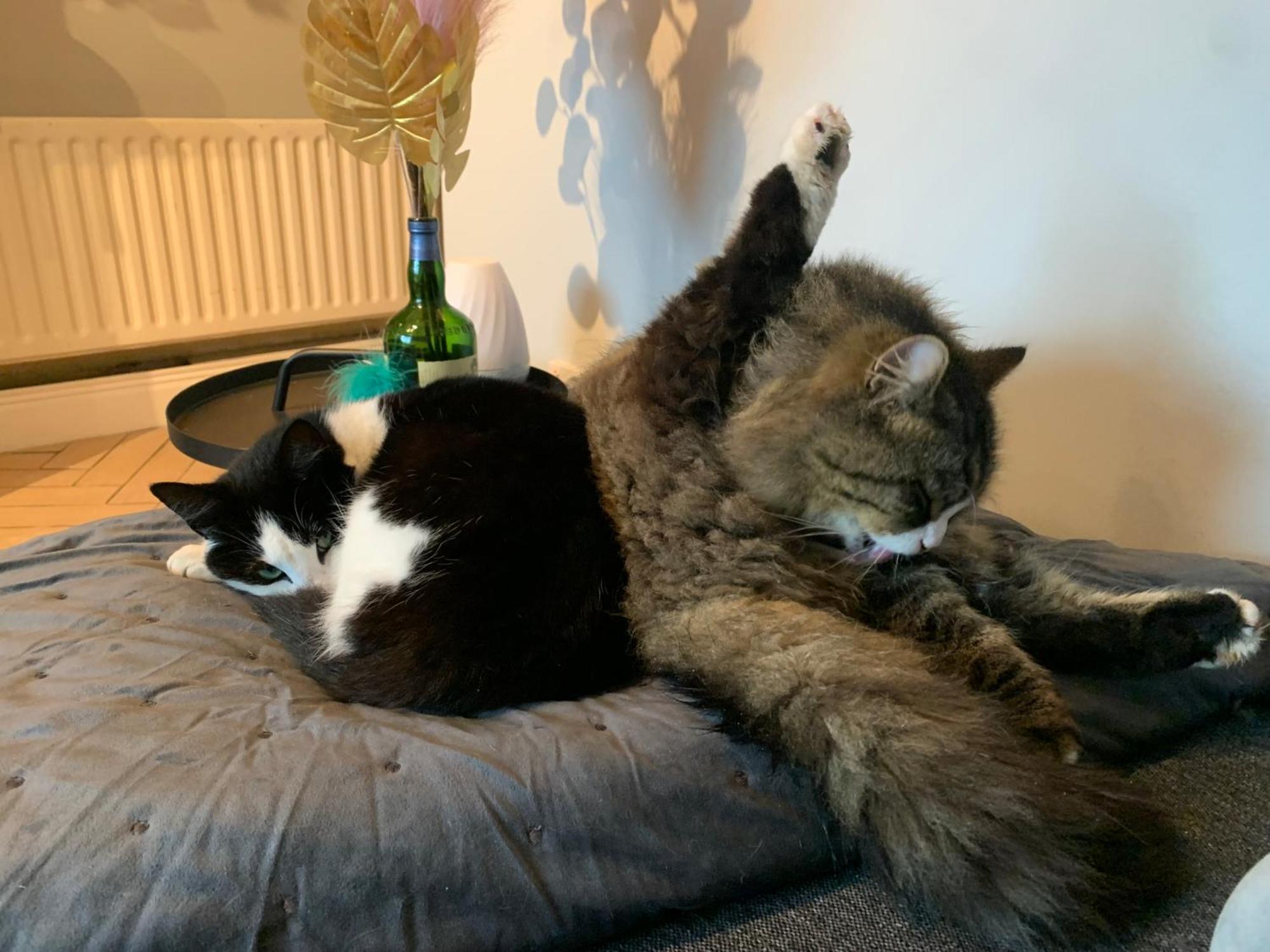 Wake Up With 2 Cats On Your Face Dublin Dış mekan fotoğraf